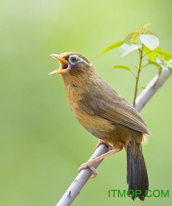 公画眉鸟叫声20分钟mp3