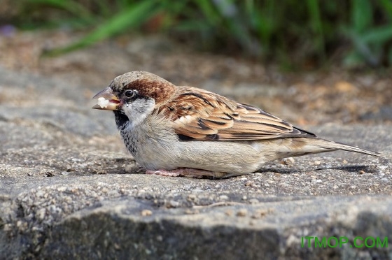 诱捕麻雀叫声mp3高清免费版