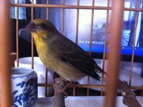 麻料鸟压口15分钟mp3