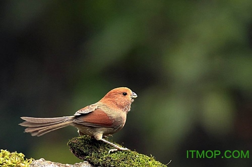 黄豆鸟叫声免费版