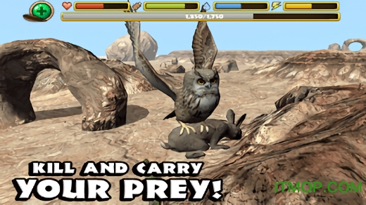 终极猫头鹰模拟器破解版