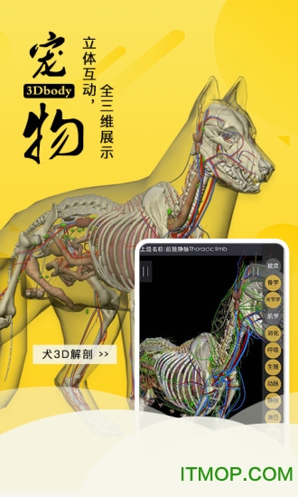 3Dbody宠物