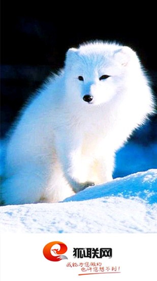 狐联网 狐联网app